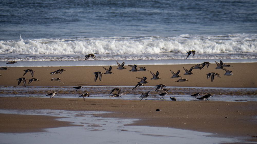 Dec. 1, 2014 - Parker River National Wildlife Refuge, Plum Island, Massachusetts.