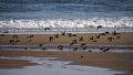 Dec. 1, 2014 - Parker River National Wildlife Refuge, Plum Island, Massachusetts.