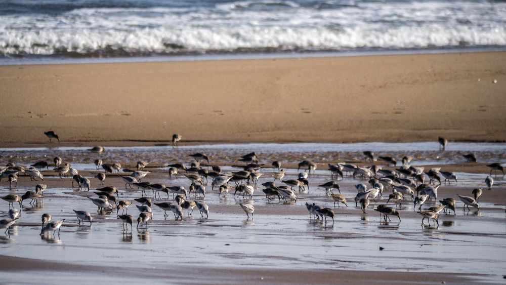 Dec. 1, 2014 - Parker River National Wildlife Refuge, Plum Island, Massachusetts.