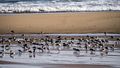 Dec. 1, 2014 - Parker River National Wildlife Refuge, Plum Island, Massachusetts.