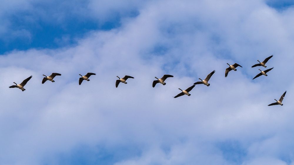 Heading south.<br />Dec. 1, 2014 - Parker River National Wildlife Refuge, Plum Island, Massachusetts.