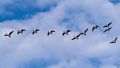 Heading south.<br />Dec. 1, 2014 - Parker River National Wildlife Refuge, Plum Island, Massachusetts.