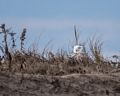 A snowy owl hiding in the dunes.<br />Dec. 1, 2014 - Parker River National Wildlife Refuge, Plum Island, Massachusetts.