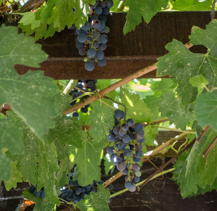 Zinfandel grapes.<br />July 29, 2014 - Sattui Winery, St. Helena, California.