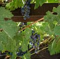 Zinfandel grapes.<br />July 29, 2014 - Sattui Winery, St. Helena, California.