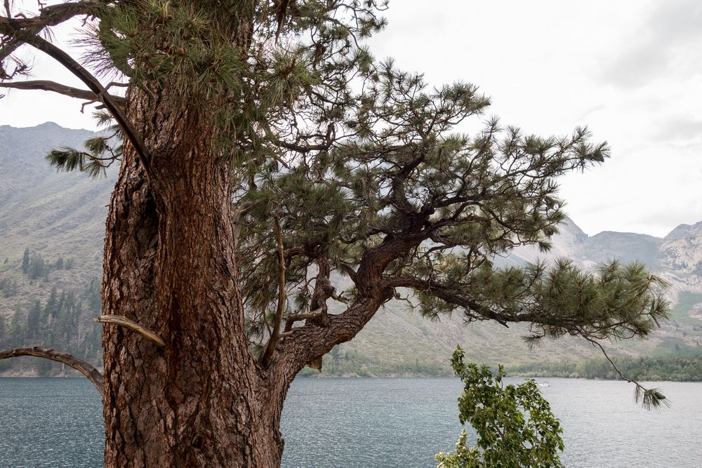 The bark of the tree atracted our attention.<br />Aug. 2, 2014 - Convict Lake, California.