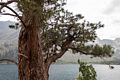 The bark of the tree atracted our attention.<br />Aug. 2, 2014 - Convict Lake, California.