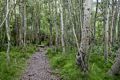 Aspen grove at the far end of the lake.<br />Aug. 2, 2014 - Convict Lake, California.