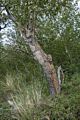 The aspen's bark changed from smooth to rought.<br />Aug. 2, 2014 - Convict Lake, California.