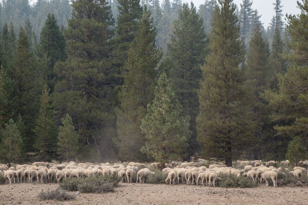 A big flock of sheep along the road.<br />Aug. 2. 2014 - Mammoth Scenic Loop, California.