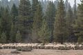 A big flock of sheep along the road.<br />Aug. 2. 2014 - Mammoth Scenic Loop, California.