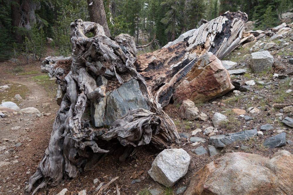 Fallen tree with stone in its roots.<br />On trail between May Like and Glen Aulin HSCs.<br />Aug. 4, 2014 - Yosemite National Park, California.