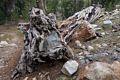 Fallen tree with stone in its roots.<br />On trail between May Like and Glen Aulin HSCs.<br />Aug. 4, 2014 - Yosemite National Park, California.