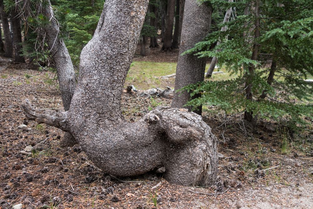 Contorded tree.<br />Aug. 4, 2014 - Yosemite National Park, California.