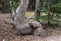 Contorded tree.<br />Aug. 4, 2014 - Yosemite National Park, California.