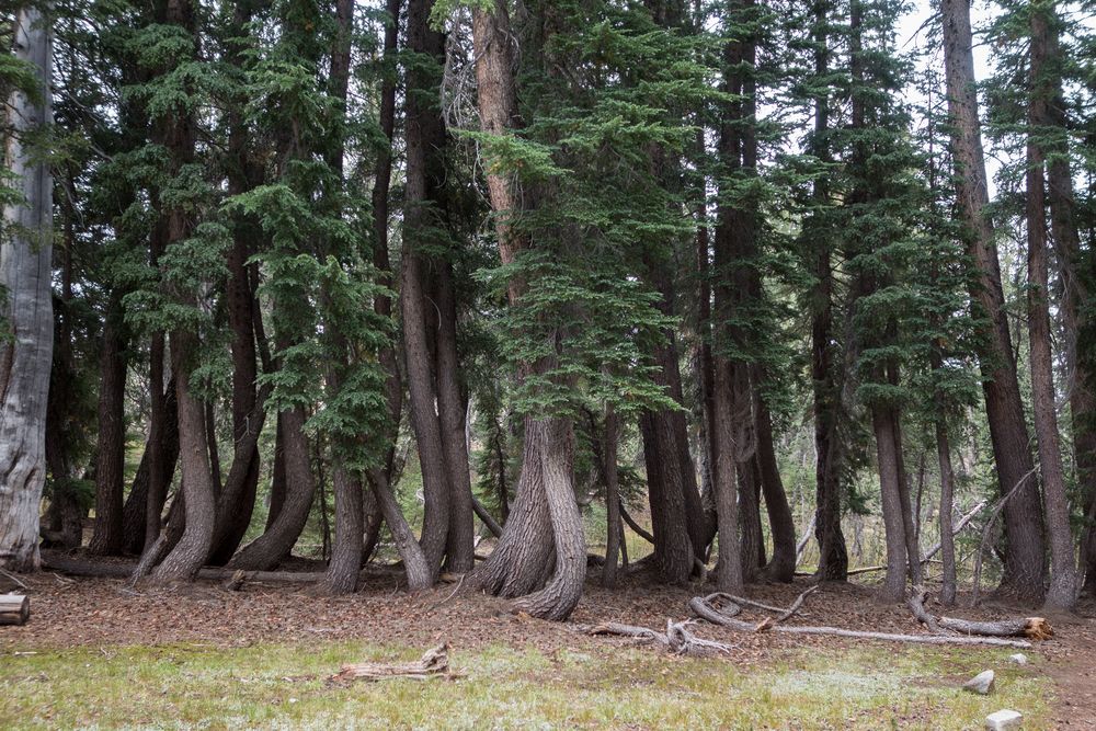 A bunch of contorted trees.<br />Aug. 4, 2014 - Yosemite National Park, California.