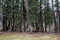 A bunch of contorted trees.<br />Aug. 4, 2014 - Yosemite National Park, California.