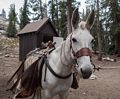 Mule.<br />May Lake camp being resupplied.<br />Aug. 4, 2014 - Yosemite National Park, California.