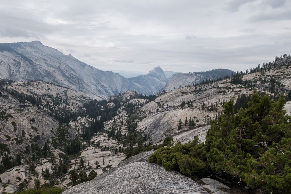 Half Dome and Yosemite Valley in the distance.<br />Aug. 4, 2014 - Olmsted Viewpoint, Yosemite National Park, California.