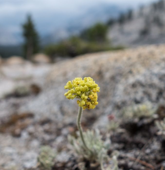 Aug. 4, 2014 - Olmsted Viewpoint, Yosemite National Park, California.