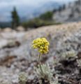 Aug. 4, 2014 - Olmsted Viewpoint, Yosemite National Park, California.