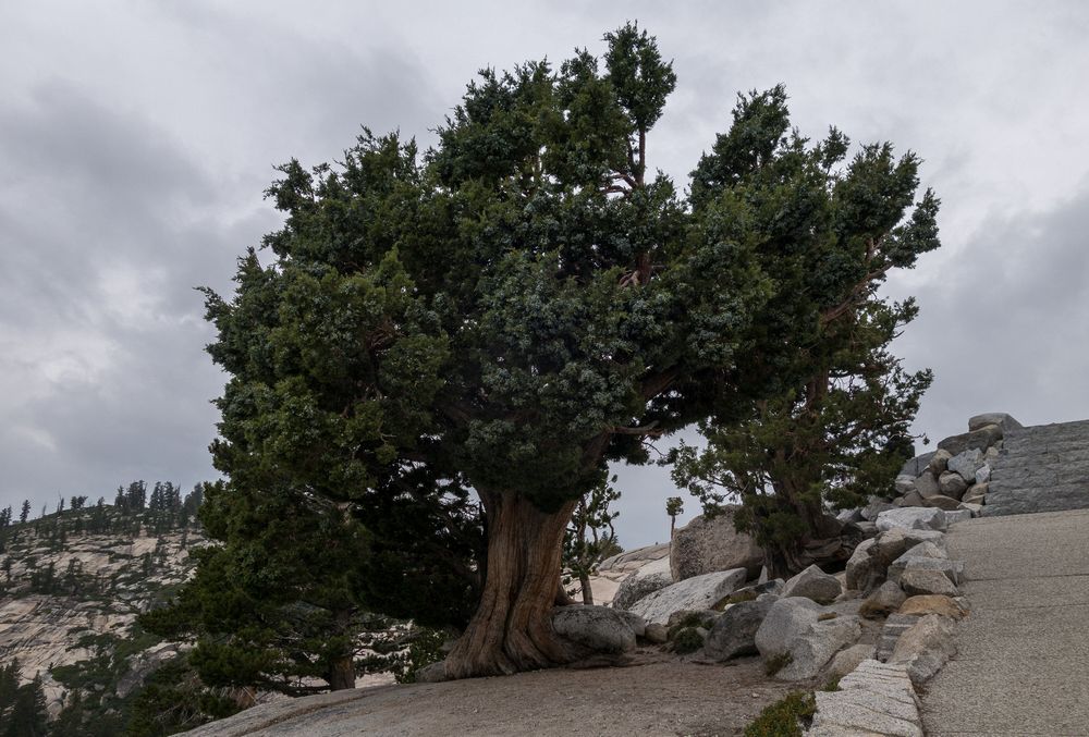 Aug. 4, 2014 - Olmsted Viewpoint, Yosemite National Park, California.