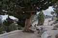 Aug. 4, 2014 - Olmsted Viewpoint, Yosemite National Park, California.