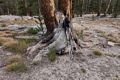 On trail to Tuolumne Pass.<br />We hoped to meet Melody and Sati on this trail but turned around here (at 9340 of elevation').<br />Aug. 5, 2014 - Yosemite National Park, California.