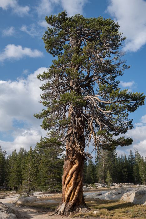 On Pacific Crest Trail near its crossing over Lyell Fork.<br />Aug. 5, 2014 - Yosemite National Park, California.