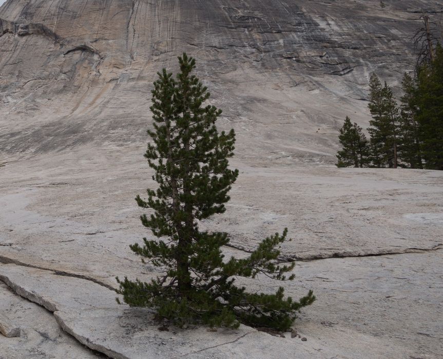 Lembert Dome.<br />Aug. 6, 2014 - Yosemite National Park, California.