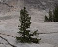 Lembert Dome.<br />Aug. 6, 2014 - Yosemite National Park, California.