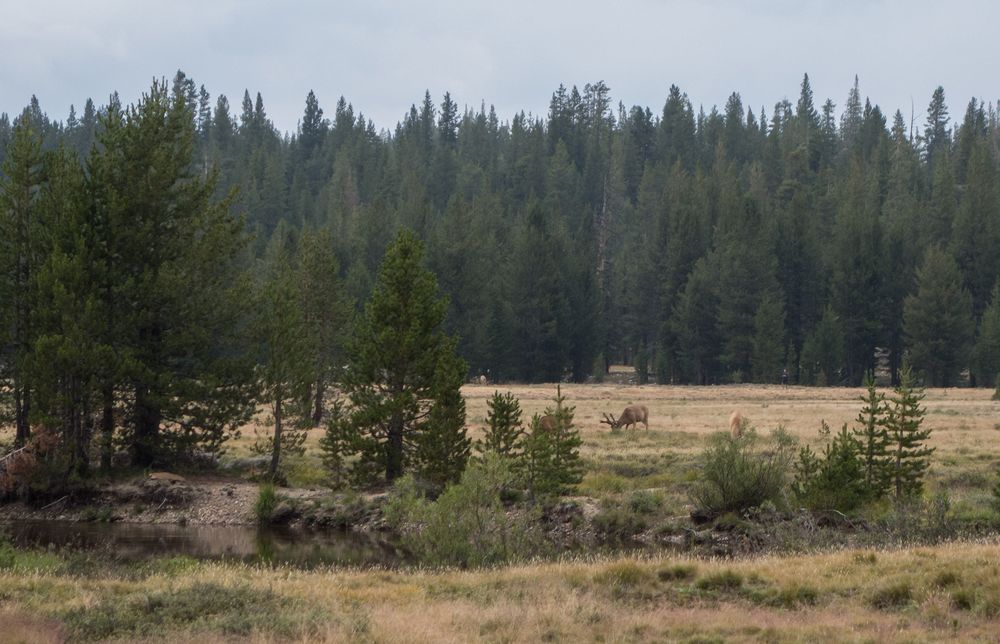 Deer at Tuolumen Meadows.<br />Aug. 6, 2014 - Yosemite National Park, California.
