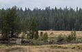 Deer at Tuolumen Meadows.<br />Aug. 6, 2014 - Yosemite National Park, California.
