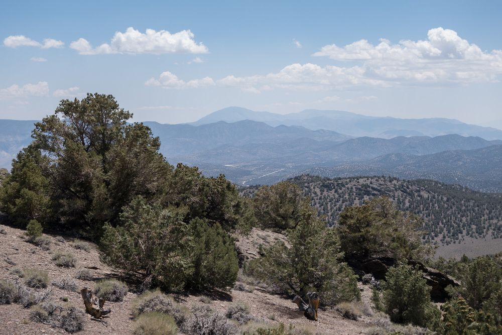 At vista point on White Mountain Road.<br />Aug. 7, 2014 - A few miles south of Schulman Grove, California.