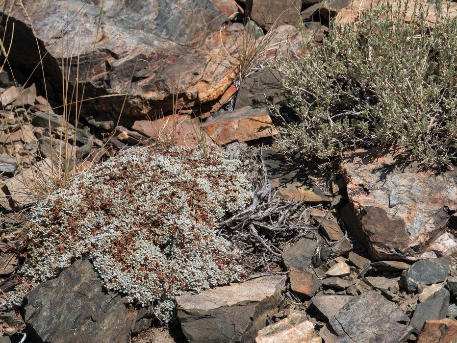 At vista point on White Mountain Road.<br />Aug. 7, 2014 - A few miles south of Schulman Grove, California.
