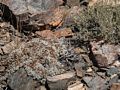 At vista point on White Mountain Road.<br />Aug. 7, 2014 - A few miles south of Schulman Grove, California.