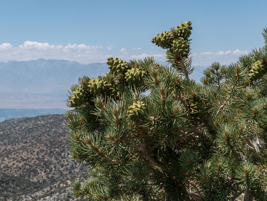 Pinyon pine cones at vista point on White Mountain Road.<br />Aug. 7, 2014 - A few miles south of Schulman Grove, California.