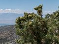 Pinyon pine cones at vista point on White Mountain Road.<br />Aug. 7, 2014 - A few miles south of Schulman Grove, California.