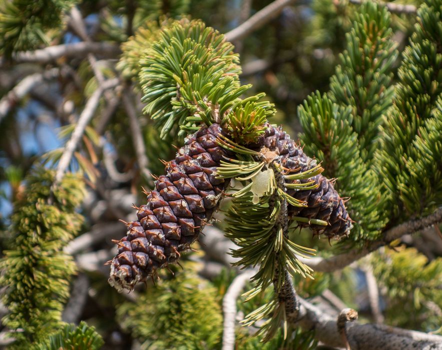 Bristlecones at Schulman Grove.<br />Aug. 7, 2014 - Schulman Grove, Inyo County, California.
