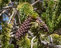 Bristlecones at Schulman Grove.<br />Aug. 7, 2014 - Schulman Grove, Inyo County, California.
