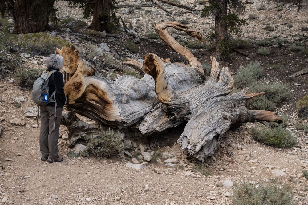 Joyce trying to duscerb the tightly packed rings.<br />Aug. 7, 2014 - Schulman Grove, Inyo County, California.