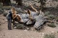 Joyce trying to duscerb the tightly packed rings.<br />Aug. 7, 2014 - Schulman Grove, Inyo County, California.