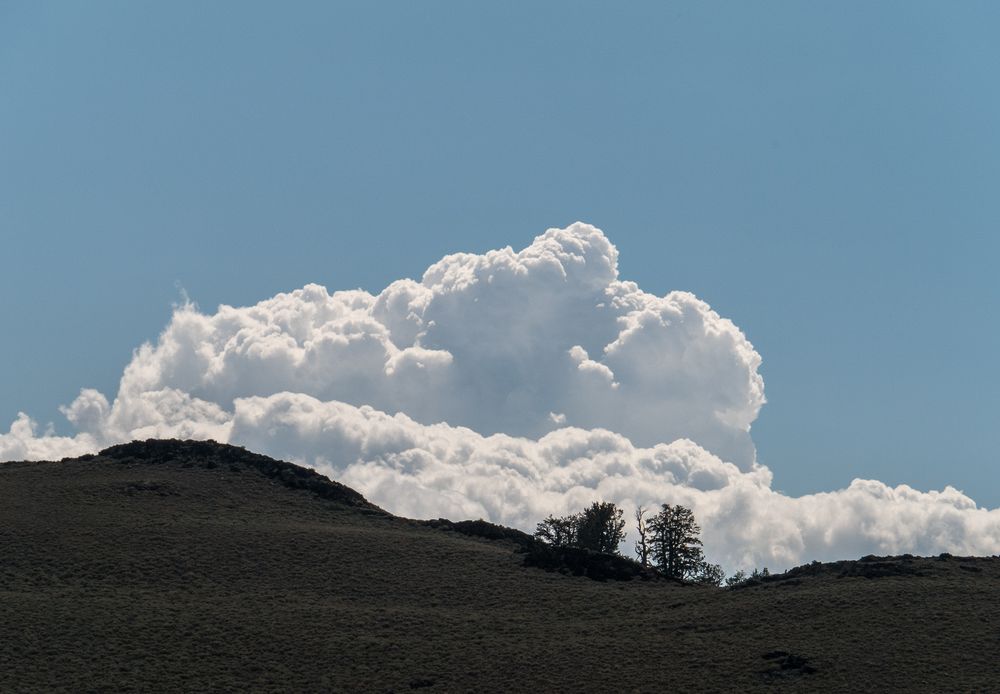 Aug. 7, 2014 - Schulman Grove, Inyo County, California.
