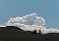 Aug. 7, 2014 - Schulman Grove, Inyo County, California.