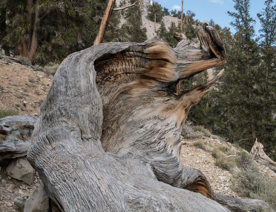 Remains of a bristlecone pine.<br />Aug. 7, 2014 - Schulman Grove, Inyo County, California.