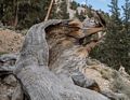 Remains of a bristlecone pine.<br />Aug. 7, 2014 - Schulman Grove, Inyo County, California.