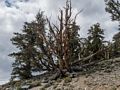 Yet another example of a bristlecone pine.<br />Aug. 7, 2014 - Schulman Grove, Inyo County, California.