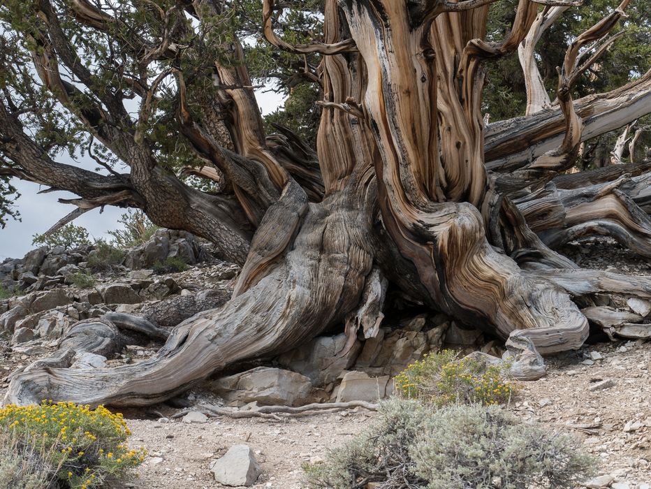 Base of a bristlecone pine.<br />Aug. 7, 2014 - Schulman Grove, Inyo County, California.