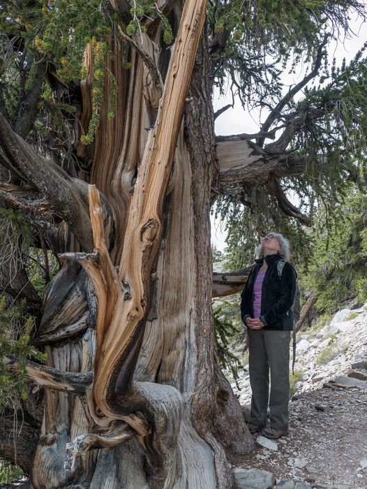 Joyce in awe at the bristlecone pine.<br />Aug. 7, 2014 - Schulman Grove, Inyo County, California.