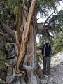 Joyce in awe at the bristlecone pine.<br />Aug. 7, 2014 - Schulman Grove, Inyo County, California.